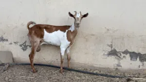 شاه صلاليه