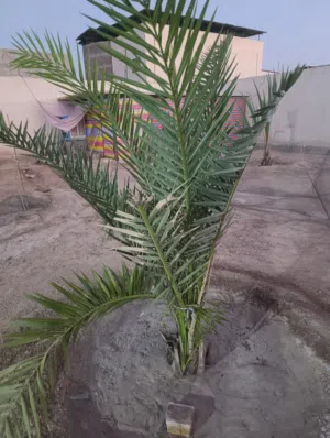 نخيل برحي ابو الخصيب كفالة احجام كبيرة باسعار مناسبة جدا