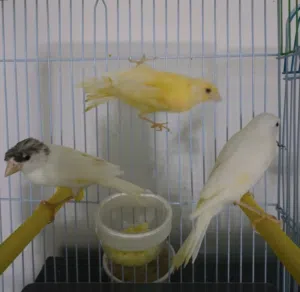 Waterslager canary bird