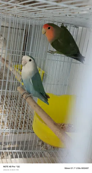 للبيع طيور بأسعار ممتازه وطيور مستوى طيب