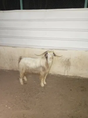 أغنام للبيع
