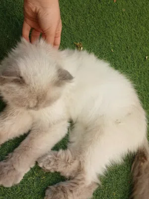 قطه انثى هملايا بعيون زرقاء قاتله
