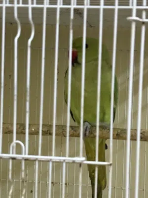 Parrot for sale