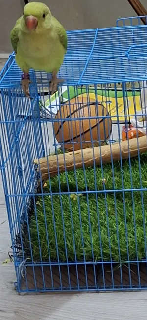 بغبغاء الدره اليف