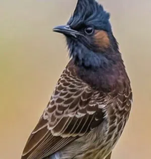 اقره لوصف قبل ماتراسل مهم جدا