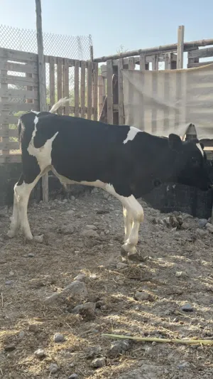 للبيع عجل ظفاري مطعوم