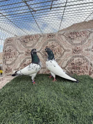 حمام باكستاني مطيار