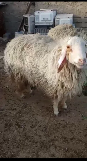 طليان فحله ثلاثه و نثيه وحدة العدد اربعه
