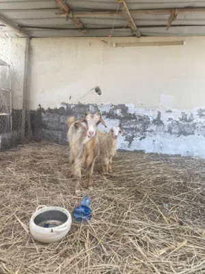 للبيع اغنام