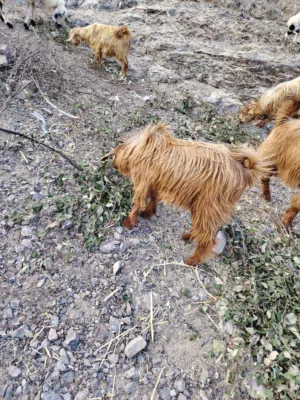 تيس عمره أكثر عن سنه مخصاي