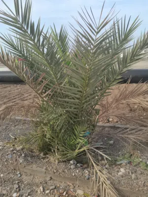 نخيل صغيرات (صرم) للبيع