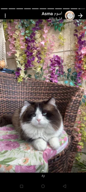 قط للتبني نوع راغدول