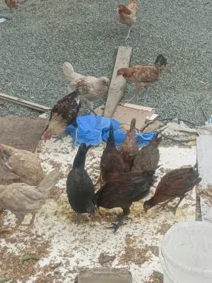 دجاج عماني للبيع ممكن بيض مل ايجي 1 شهر بعد