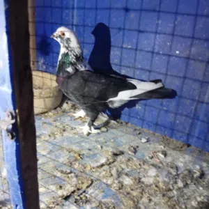 ثلث فحوله طيوره حمام