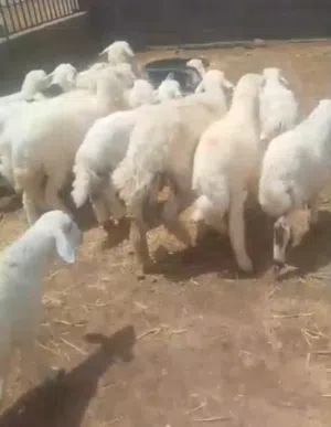 اغنام لي البيع