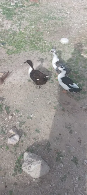 بط عمان يتحمل البرد والحراره ومناعت قويه