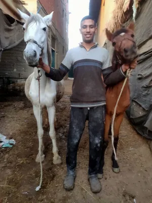 Horses0