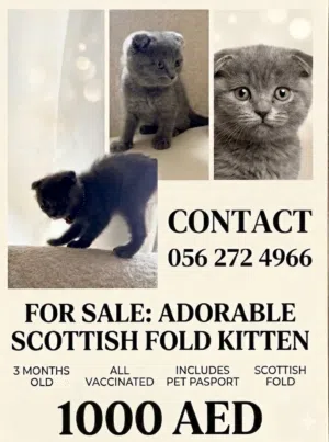 Scottish fold pure 3 months old