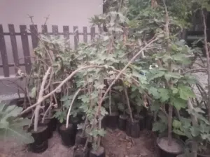 شتلات تين للبيع