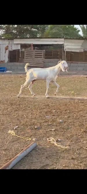 شاه بكستانيه لون الابيض