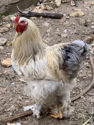 دجاج ديوك وبيض براهما