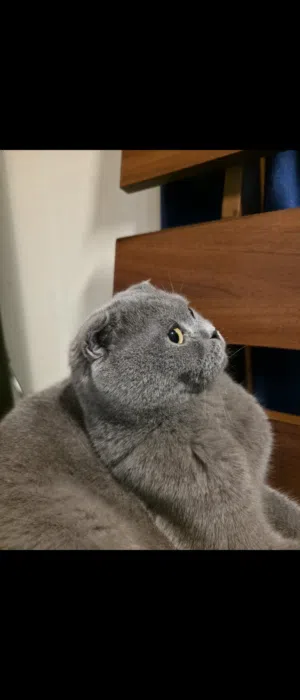 PURE SCOTTISH FOLD CAT FOR SALE AGE: 1.5 Years