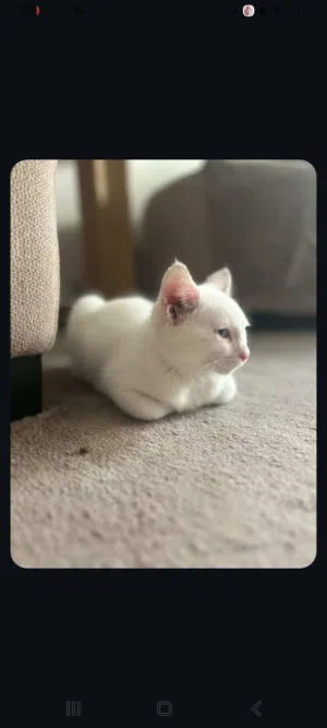 قط ذكر لعوب مرتب شيرازي تبني مع كامل اغراضه