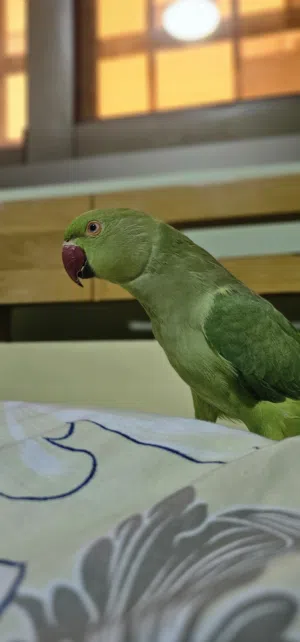 ببغاء درة للبيع