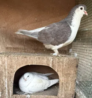 Pigeons various kinds