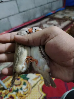 زوجين سوبر جامبو تفاصيل واتساب