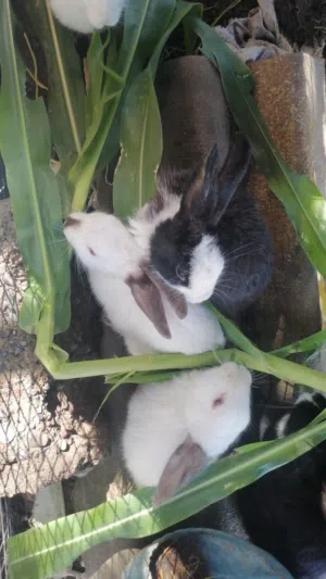 للبيع أرانب