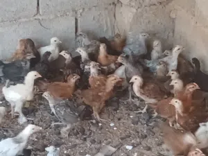 عمرهم شهرين الا  محصنات