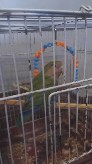 عصفور روز اليف 75%