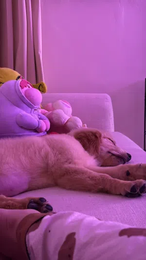Golden Retriver (Maxine)