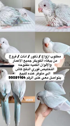 مطلوب وليس بيع كويكر