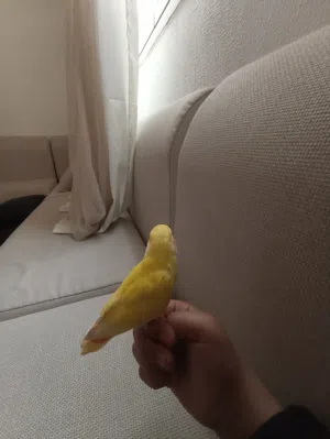 عصفور بركديلو