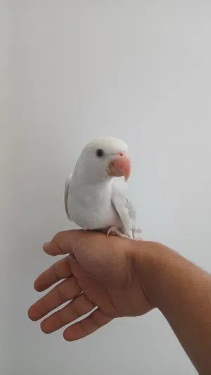 ببغاء ذره للبيع
