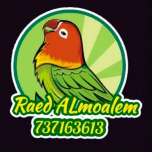 Raed Almoalem