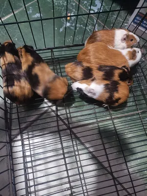 Rabbits3