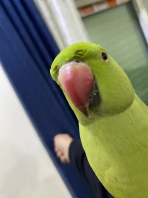 ببغاء دره هندي بسعر حرق