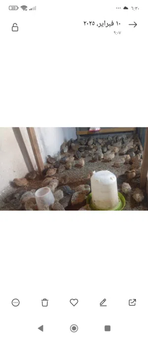 للبيع سمان للتربيه