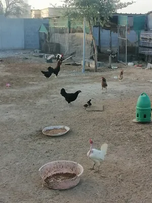دجاج عماني بياض للبيع