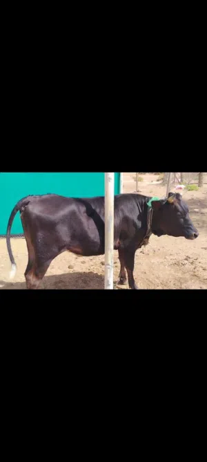 عجله النمساويه هولندي سمينه ما شاء