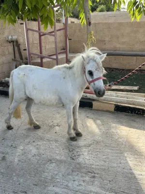فرس بوني للبيع