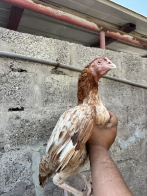دجاج باكستاني