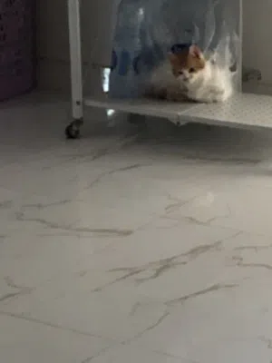 سيبيري للتزاوج