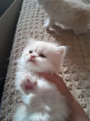 قطط شيرازي