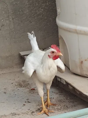 ديج ابيض السعر 10 قفل