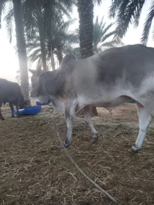 ثور اثيوبي وعماني تربية مزارع