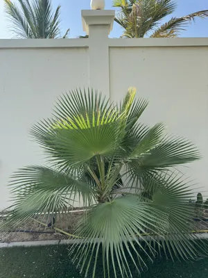Washingtonia Fan palms